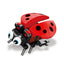 Insect-World-Buildable-Ladybug-Brick-Model